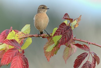 BUITEN BEELD Foto: 186902