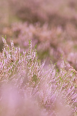 BUITEN BEELD Foto: 186909