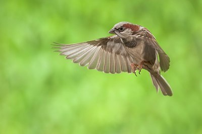 BUITEN BEELD Foto: 186927