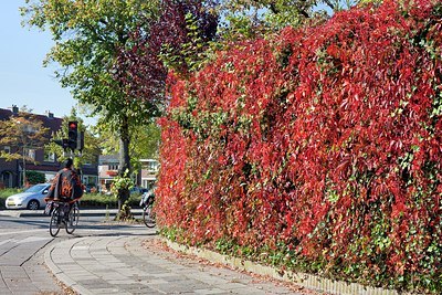 BUITEN BEELD Foto: 186930