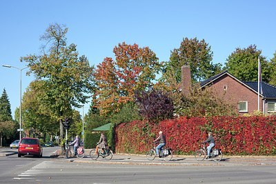 BUITEN BEELD Foto: 186933