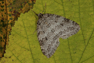 BUITEN BEELD Foto: 186948