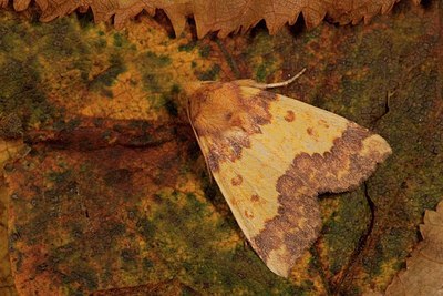 BUITEN BEELD Foto: 186954