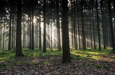 BUITEN BEELD Foto: 186986