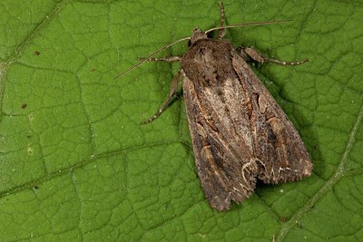 BUITEN BEELD Foto: 187019