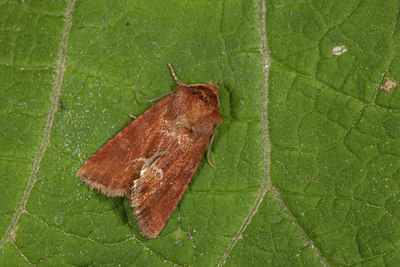 BUITEN BEELD Foto: 187021