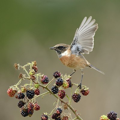 BUITEN BEELD Foto: 187050