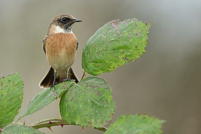 BUITEN BEELD Foto: 187061