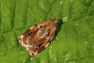 BUITEN BEELD Foto: 187070