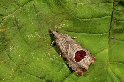BUITEN BEELD Foto: 187081