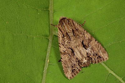 BUITEN BEELD Foto: 187082