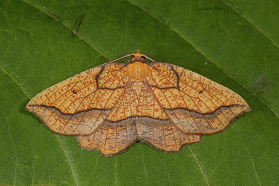BUITEN BEELD Foto: 187095