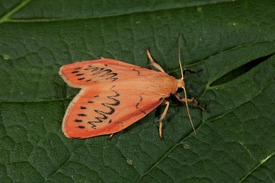 BUITEN BEELD Foto: 187130