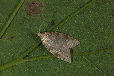BUITEN BEELD Foto: 187135