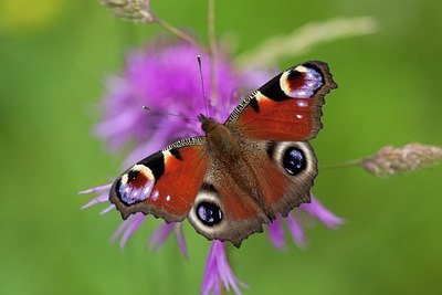 BUITEN BEELD Foto: 187342
