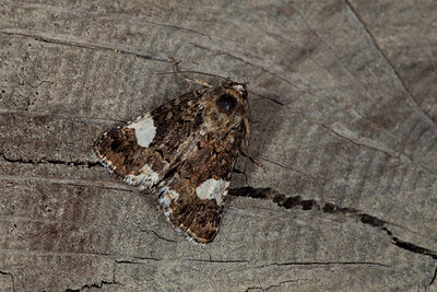 BUITEN BEELD Foto: 187389