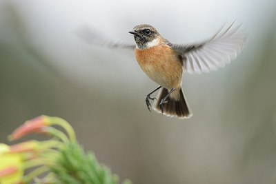 BUITEN BEELD Foto: 187396
