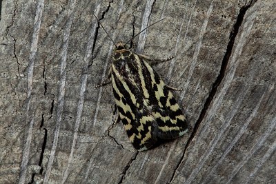 BUITEN BEELD Foto: 187400