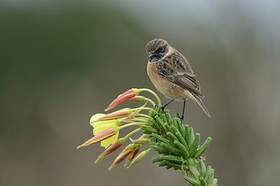 BUITEN BEELD Foto: 187402