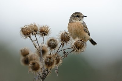 BUITEN BEELD Foto: 187414