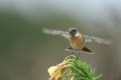 BUITEN BEELD Foto: 187427