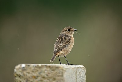 BUITEN BEELD Foto: 187430