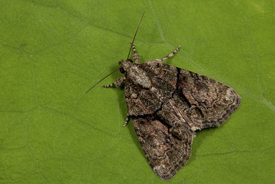 BUITEN BEELD Foto: 187444