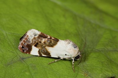 BUITEN BEELD Foto: 187447