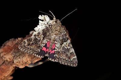 BUITEN BEELD Foto: 187474