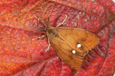 BUITEN BEELD Foto: 187528