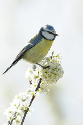 BUITEN BEELD Foto: 187554