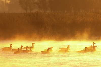 BUITEN BEELD Foto: 187559