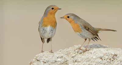BUITEN BEELD Foto: 187560