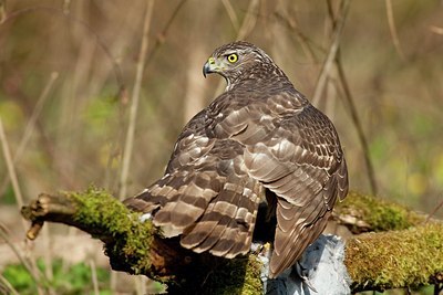 BUITEN BEELD Foto: 187569