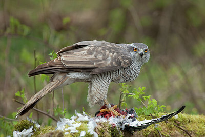 BUITEN BEELD Foto: 187582