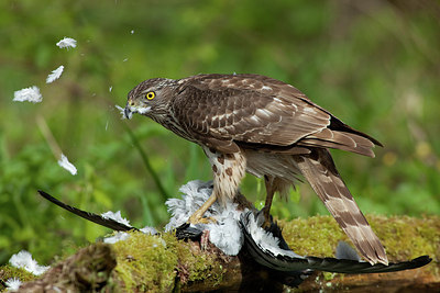 BUITEN BEELD Foto: 187631