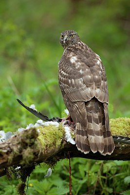 BUITEN BEELD Foto: 187633