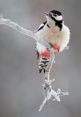 BUITEN BEELD Foto: 187664