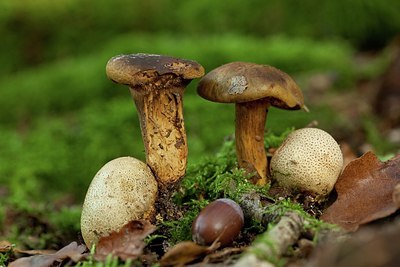 BUITEN BEELD Foto: 187687