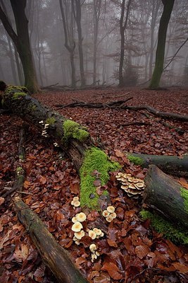 BUITEN BEELD Foto: 187697