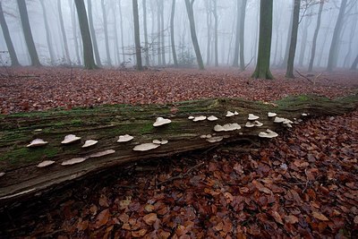 BUITEN BEELD Foto: 187699