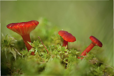 BUITEN BEELD Foto: 187704