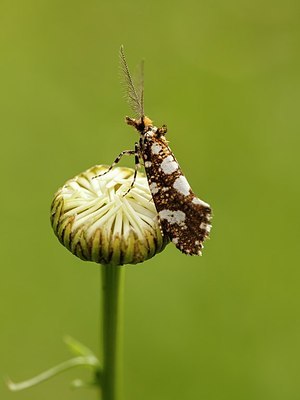 BUITEN BEELD Foto: 187716