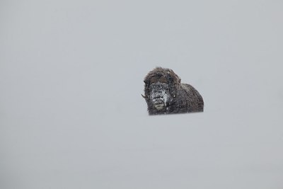 BUITEN BEELD Foto: 187728