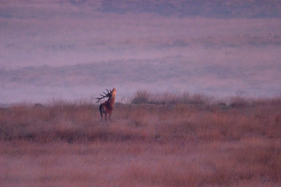 BUITEN BEELD Foto: 187732