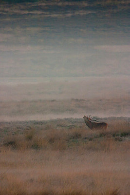 BUITEN BEELD Foto: 187737