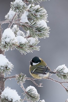 BUITEN BEELD Foto: 187742