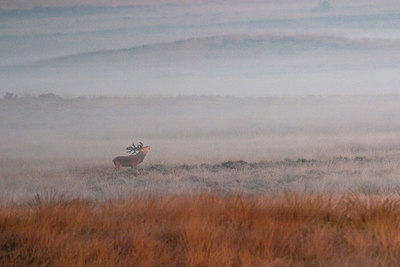 BUITEN BEELD Foto: 187745