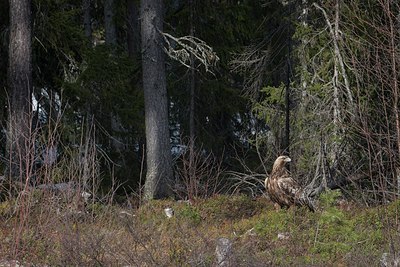 BUITEN BEELD Foto: 187746