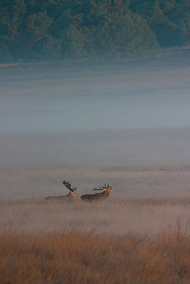 BUITEN BEELD Foto: 187755